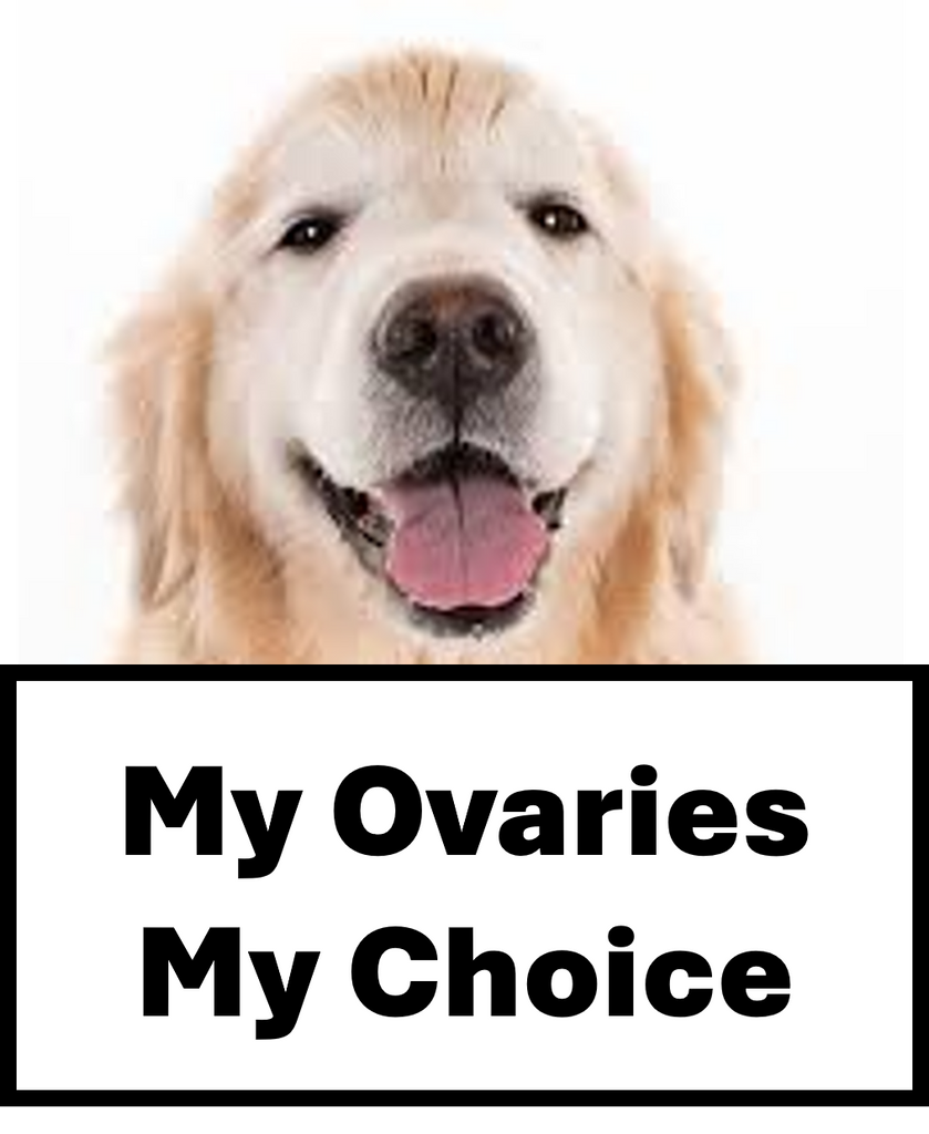 my-ovaries-my-choice-the-chronicles-of-delaying-my-spay-adventure