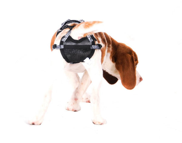 PABS No Mess. Stay Put. Delay Her Spay Dog Breeding Prevention Harness
