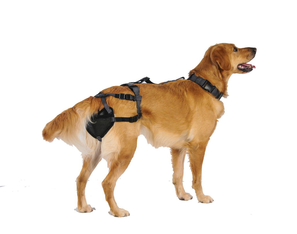 PABS® Delay her SpayTM Harness and Diaper System Combo