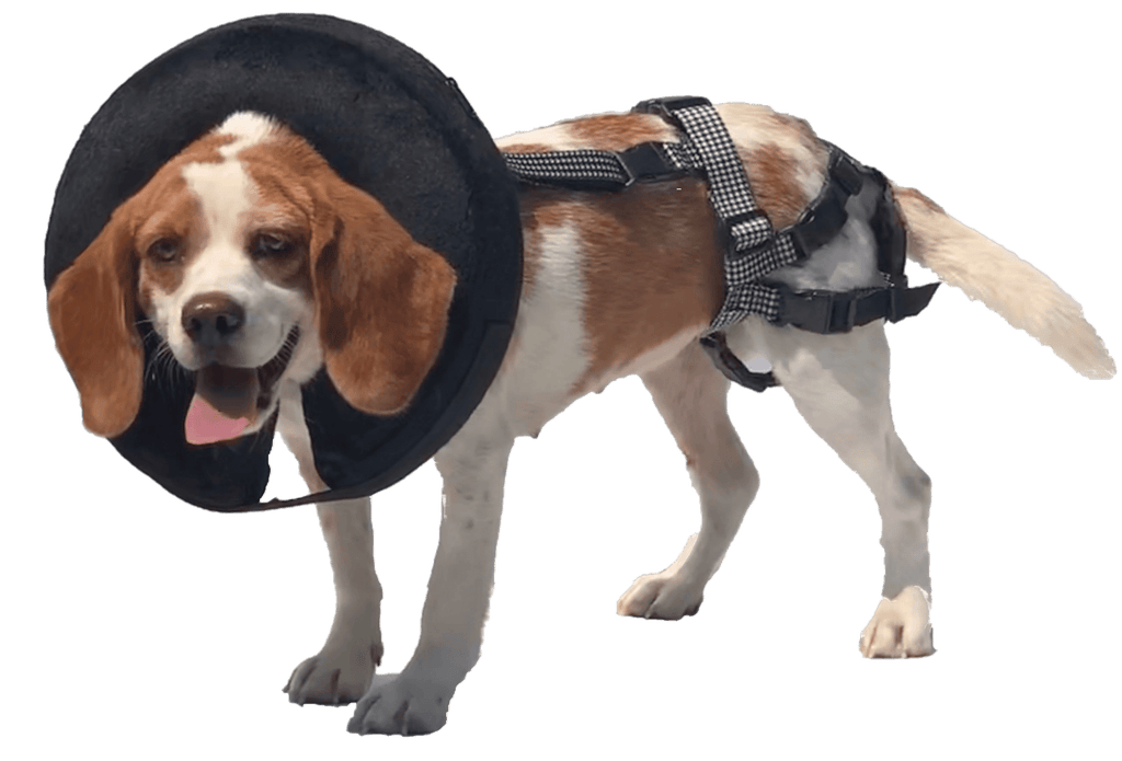 Protective Inflatable Dog Collar for Stopping Bite-Offs.