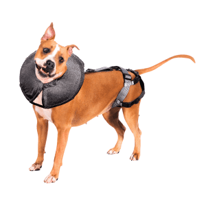 Protective Inflatable Dog Collar for Stopping Bite-Offs.
