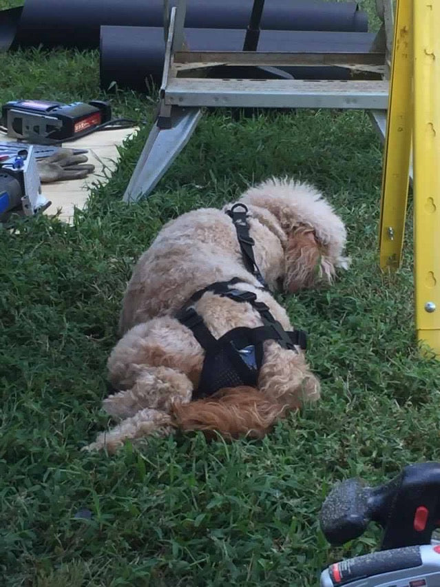 Dog enjoying play time