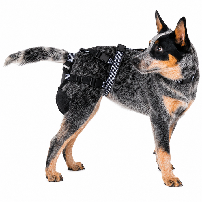Dog running freely in the harness