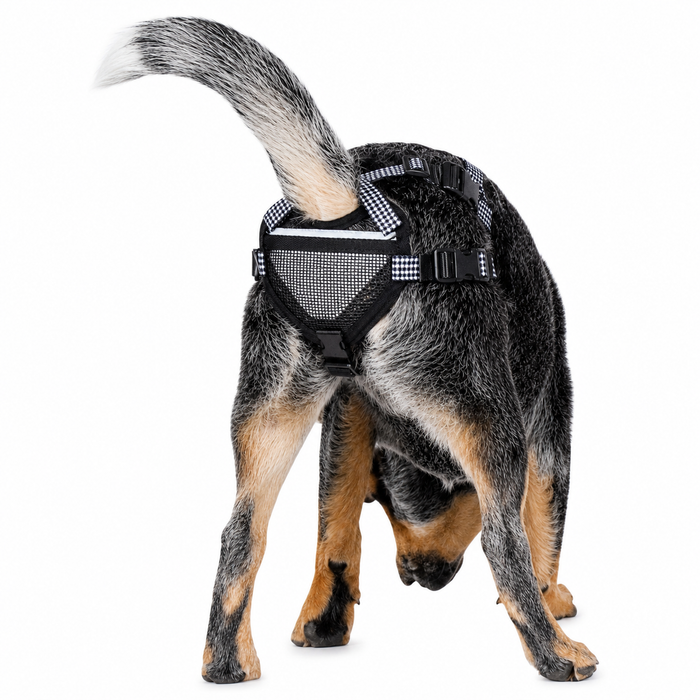 Dog wearing the harness