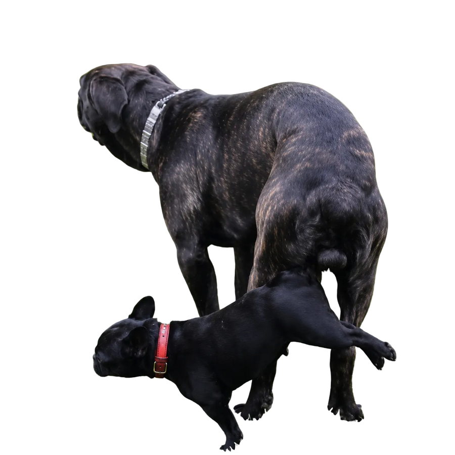 Dog wearing the harness