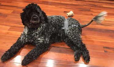 Dog relaxing at home