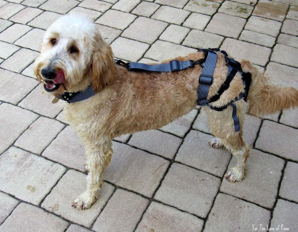 Dog enjoying an outdoor adventure