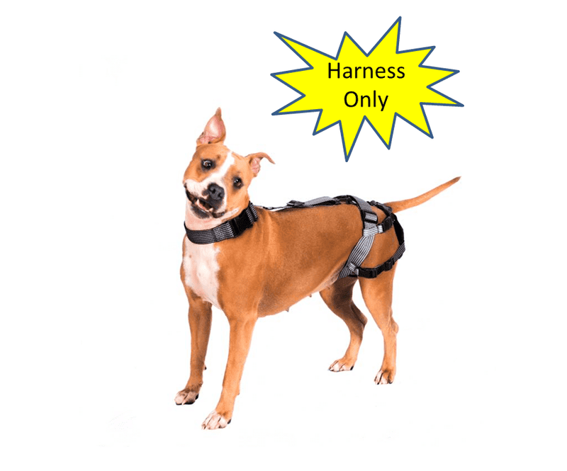 Anti breeding deals belt for dogs