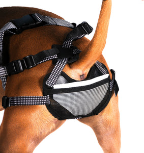 PABS Delay Her Spay Dog Breeding-Prevention Harness.