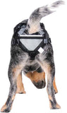 PABS Delay Her Spay Dog Breeding-Prevention Harness.