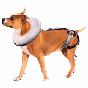 Protective Inflatable Dog Collar for Stopping Bite-Offs.